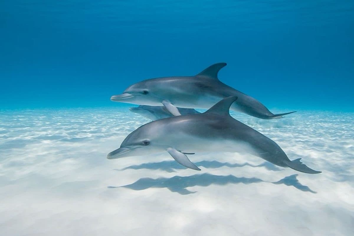 Dolphin Snorkeling🐬 2