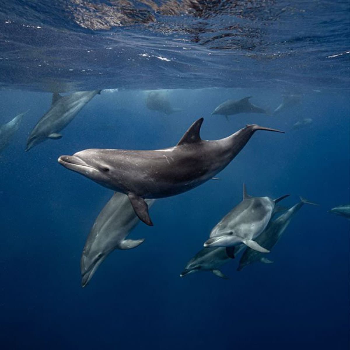 Dolphin Snorkeling🐬 3