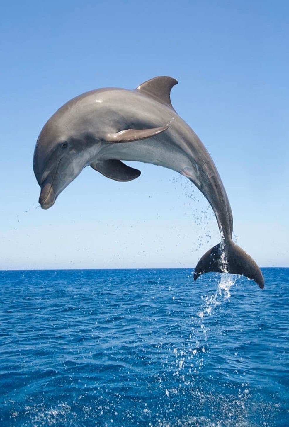 Dolphin Snorkeling🐬 4